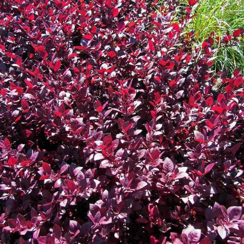 Berberys thunberga Deep Purple (C2)