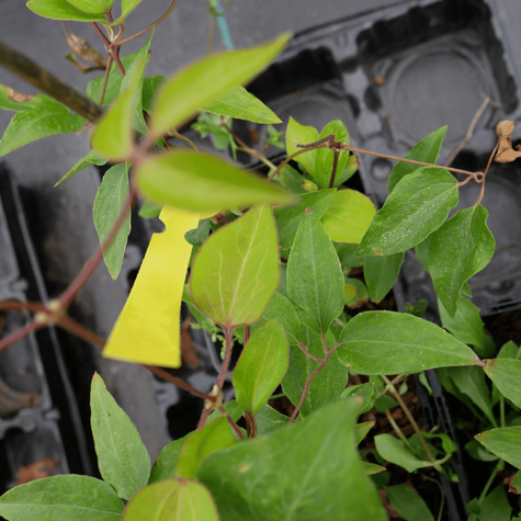 Powojnik Clematis wielkokwiatowy pełny Mazury