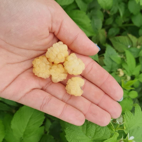 Malina żółta Plant Pack