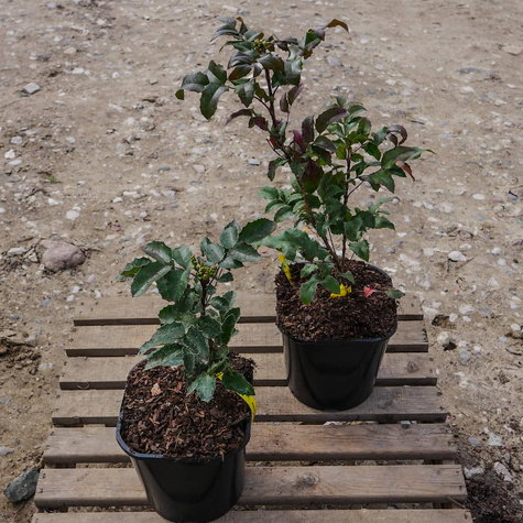 Mahonia pospolita (C2)