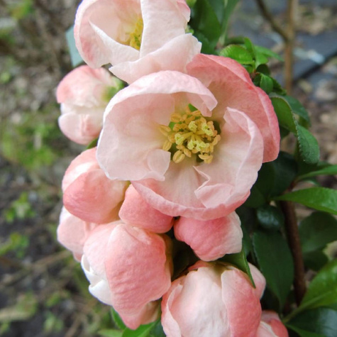 Pigwowiec pośredni Salmon Horizon (P9)