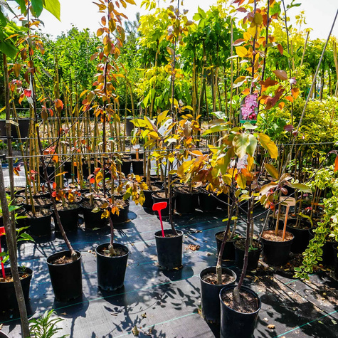 Jabłoń ozdobna rajska Ola