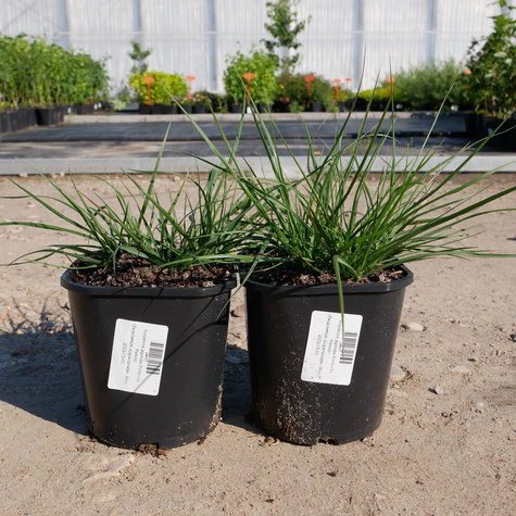 Rozplenica japońska Piórkówka Hameln (C2)