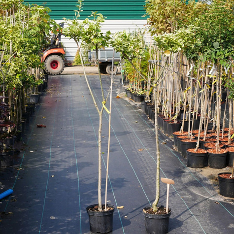 Trzmielina Fortune'a Duo (C2)