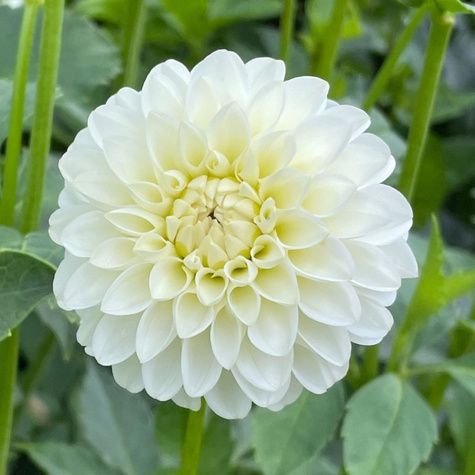 Dalia pomponowa White Aster biała