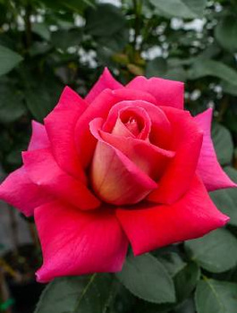 Róża wielkokwiatowa dwubarwna Malinowo-żółta typu Kronenburg