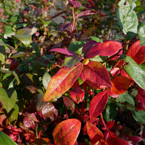 Borówka amerykańska Earliblue wczesna (C5)