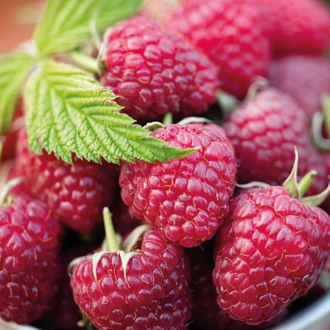 Zestaw sadzonek OWOCE LEŚNE 4 szt sadzonek jeżyna malina porzeczka borówka