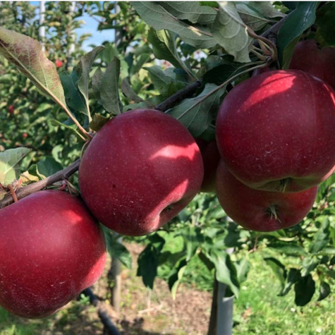 Jabłoń Dark Ligol Plant Pack