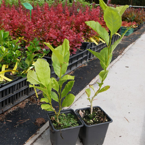 Magnolia gwieździsta Stellata (P9)