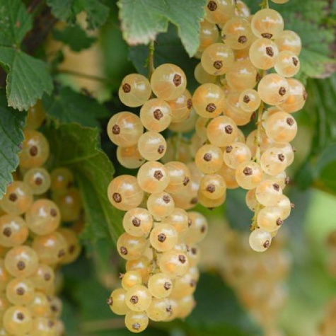 Porzeczka biała z Joteborg (C2)