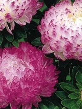 Aster chiński peoniowy Anielka 0,5g