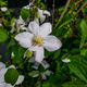 Powojnik Clematis 'Innocent Blush'
