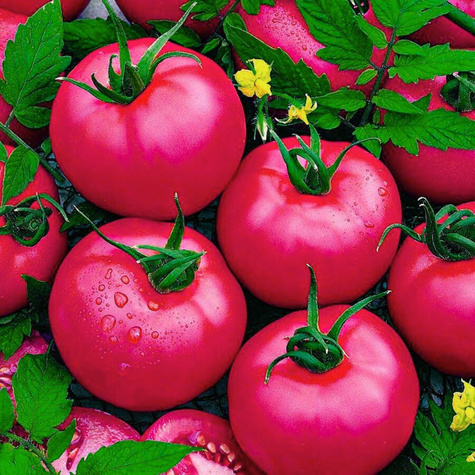 Pomidor gruntowy wysoki Malinowy Warszawki 0,5g