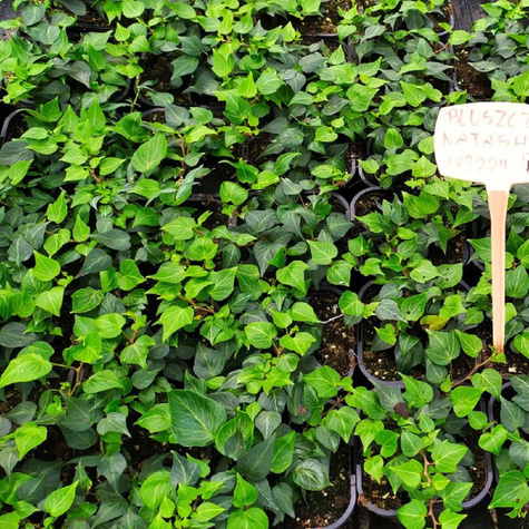 Bluszcz pospolity sercolistny Natasha