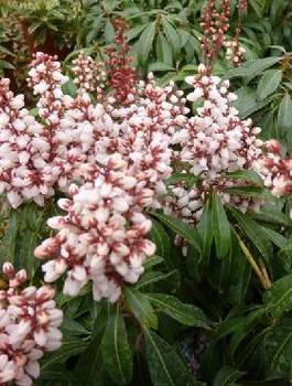 Pieris japoński Bonfire (P9)