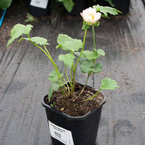 Zawilec japoński Mont Rose (C2)