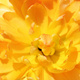 Piwonia drzewiasta Yellow Crown żółta