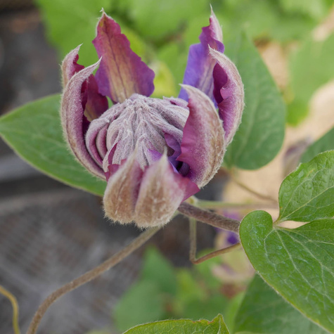 Powojnik Clematis wielkokwiatowy pełny Vyvyan Pennell (C2)