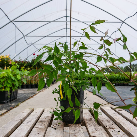 Milin amerykański Gabor