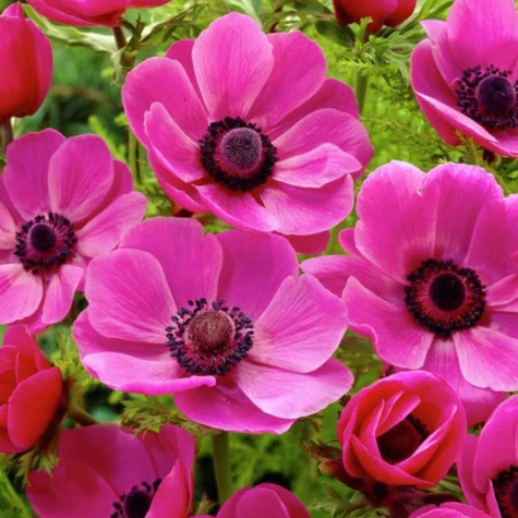 Zawilec Wieńcowy Sylphide różowy