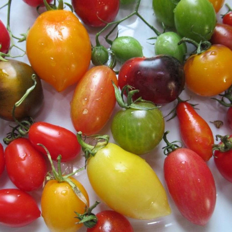 Pomidor karłowy koktajlowy pod osłony i do ogrodu mieszanka odmian 0,5g