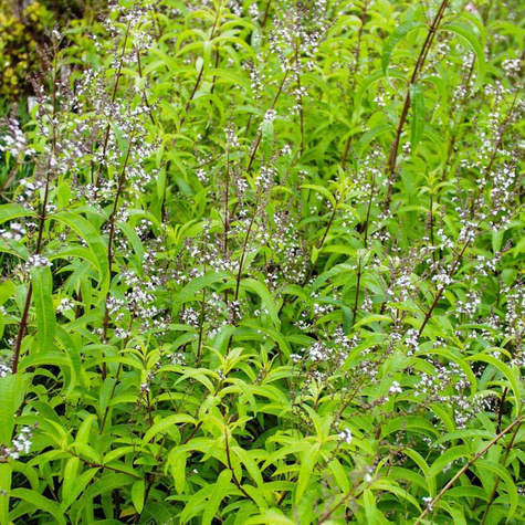 Werbena cytrynowa Freshman (C2)