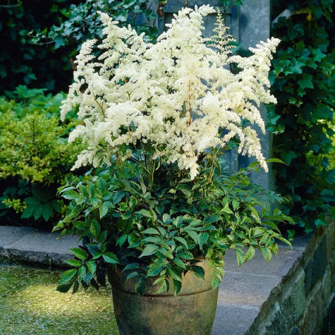 Tawułka japońska Gladstone (C2)