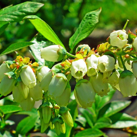 Borówka amerykańska Bluejay średnio wczesna (C2)