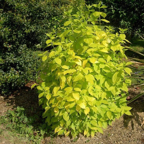 Jaśminowiec wonny Aureus (C2)