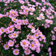 Aster krzaczasty Peter Harrison różowy niski (C2)