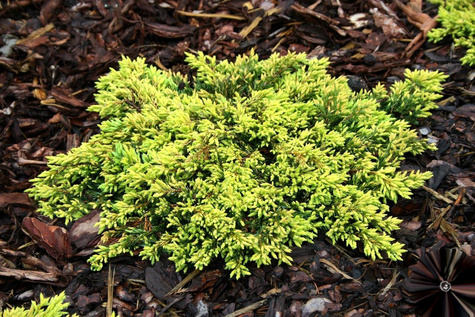 Jałowiec pospolity Goldschatz (C2)