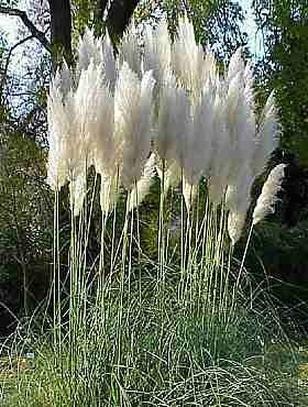 Trawa pampasowa 0,1g