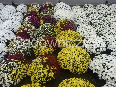 Chryzantema drobnokwiatowa ceglasta (C2) DUŻA ROŚLINA