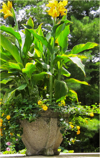 Zestaw 2 szt. Kanny Kanna czerwona i żółta Paciorecznik Canna C2