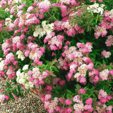 Tawuła japońska Genpei Shirobana dwubarwna (C2)