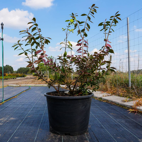 Trzmielina oskrzydlona (C20)