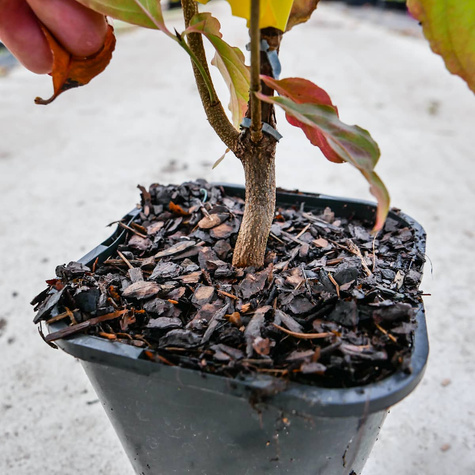 Dereń kousa Satomi Compact (C2)