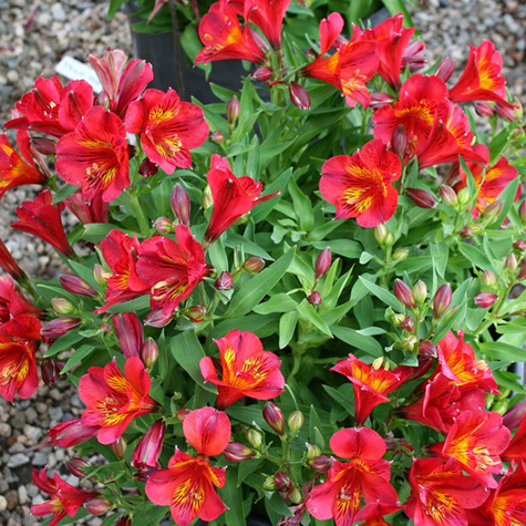 Alstremeria ogrodowa Summer Pepper (C2)