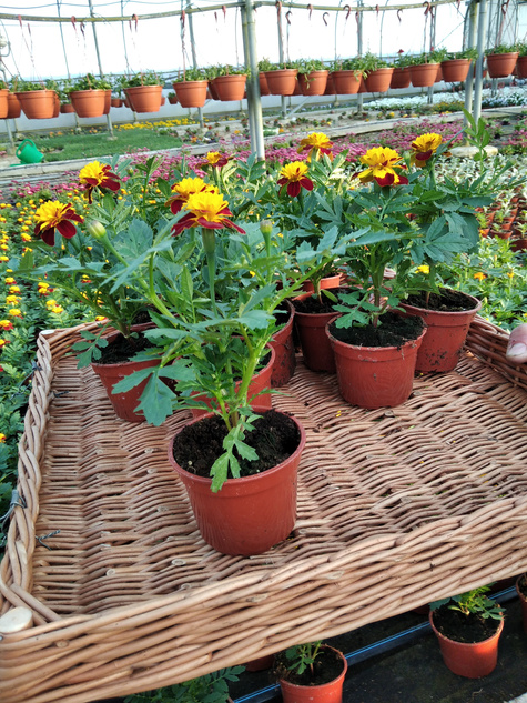 Aksamitka Aksamitki Byczek żółto-brązowa nisk Odstrasza Komary