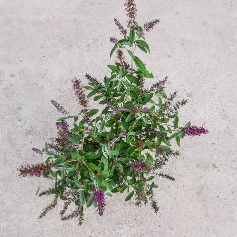 Budleja Dawida Summer Bird Magenta karłowa (C2)