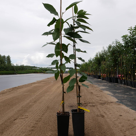 Czereśnia Regina w doniczce (C2)