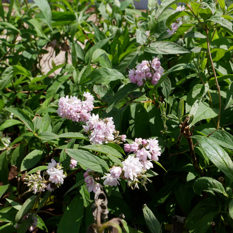 Żylistek mieszańcowy Pink Pom Pom (C2)