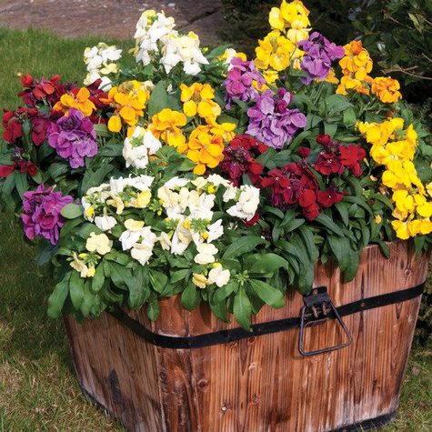 Lak pospolity pachnący letni mieszanka 1g