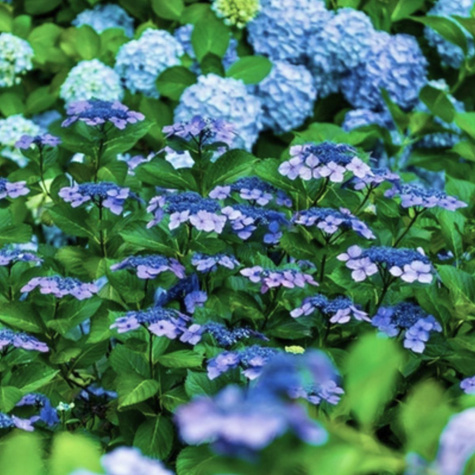 Hortensja piłkowana Summer Glow