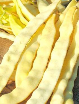 Fasola szparagowa karłowa GOLIATKA 50g