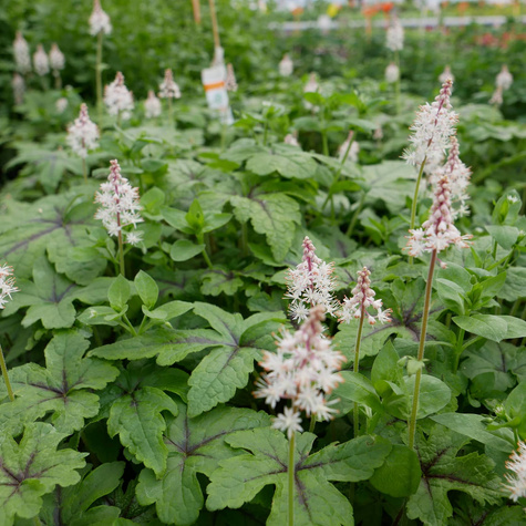 Tiarella Jeepers Creepers (C2)