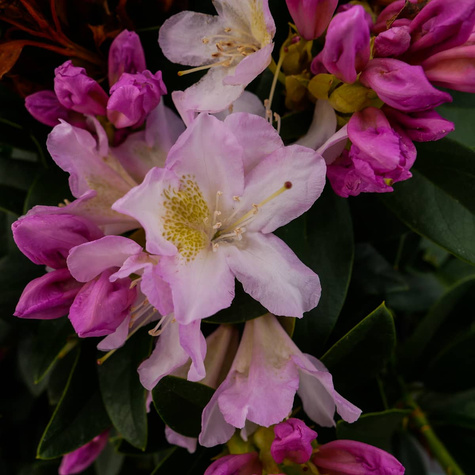 Rododendron Albert Schweitzer (C2)