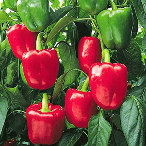 Papryka Bogna gruntowa jasno seledynowa do czerwonej 10g