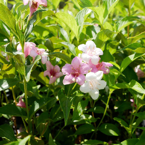 Krzewuszka cudowna Rosea (P9)